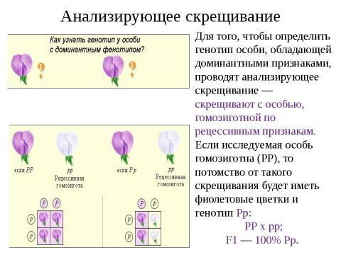 Презентация на тему "Анализирующее скрещивание. Неполное доминирование" по биологии