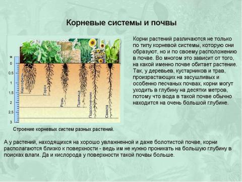 Презентация на тему "Корни и корневые системы" по биологии