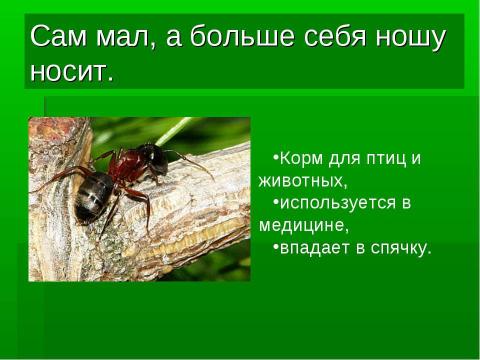 Презентация на тему "Кто такие насекомые?" по биологии