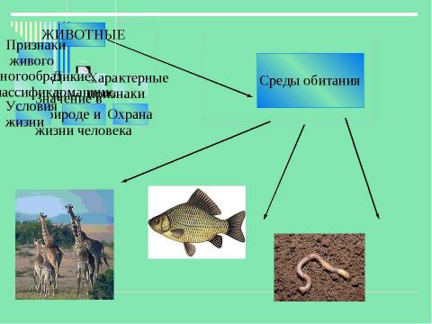 Презентация на тему "Животные" по детским презентациям