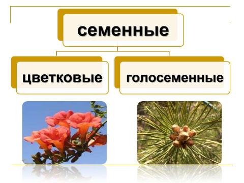 Презентация на тему "Разнообразие растений. Особенности внешнего строения растений" по биологии