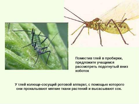 Презентация на тему "Тли, муравьи и божьи коровки" по биологии