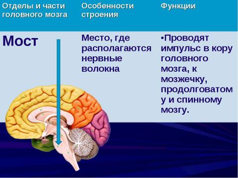 Презентация на тему "Строение и функции головного мозга" по биологии