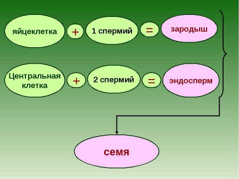 Презентация на тему "Растения - оплодотворение и размножение" по биологии