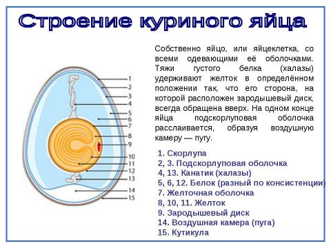 Презентация на тему "Исследование полезных свойств скорлупы куриного яйца" по экологии