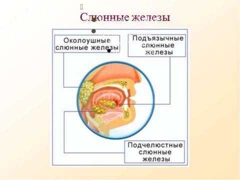 Презентация на тему "Пищеварение" по биологии