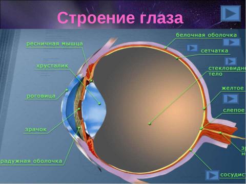 Презентация на тему "Орган зрения. Зрительный анализатор" по биологии