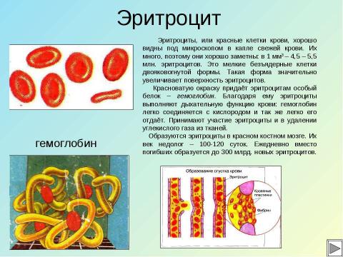 Презентация на тему "Кровь" по биологии