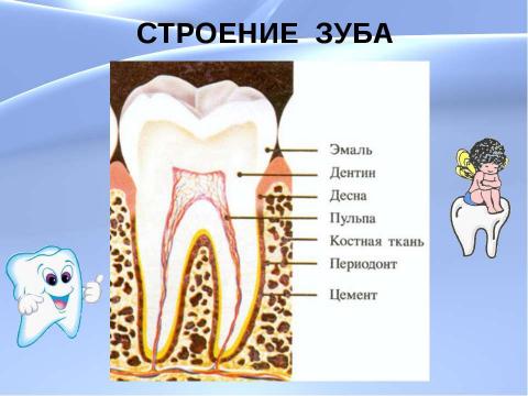 Презентация на тему "Чтобы зубы не болели" по биологии