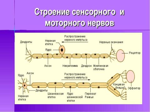 Презентация на тему "Строение и функции нервной системы" по биологии