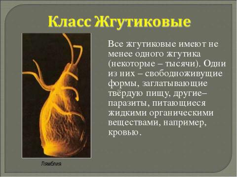 Презентация на тему "Многообразие одноклеточных организмов" по биологии