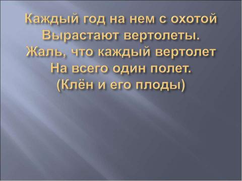 Презентация на тему "Клён" по биологии