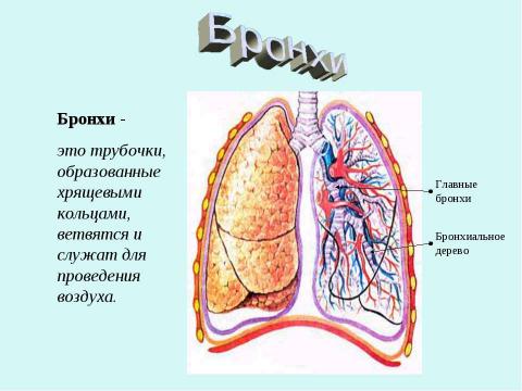 Презентация на тему "Дыхание" по биологии