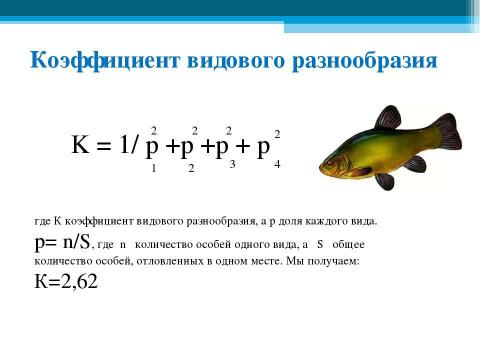 Презентация на тему "Изучение ихтиофауны реки Шачи района города Волгореченска" по обществознанию