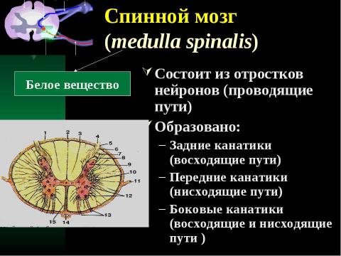 Презентация на тему "Cпинной мозг и спинномозговые нервы" по медицине