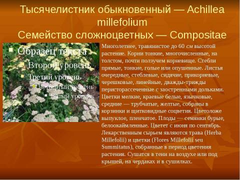 Презентация на тему "Кровоостанавливающие растения" по биологии