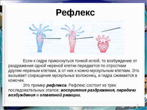 Презентация на тему "Тип кишечнополостные Пресноводный полип гидра" по биологии