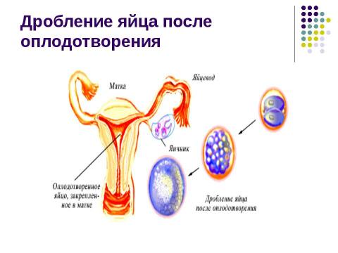 Презентация на тему "Внутриутробное развитие человека" по биологии