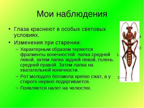 Презентация на тему "Богомолы в природе и дома" по экологии