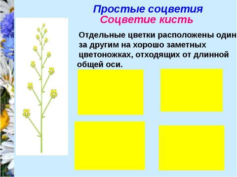 Презентация на тему "Соцветия" по биологии