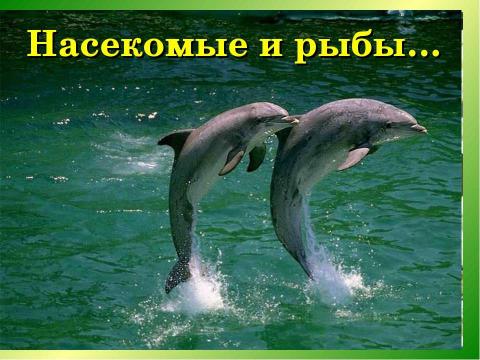 Презентация на тему "Почему мы часто слышим слово «Экология» ?" по экологии