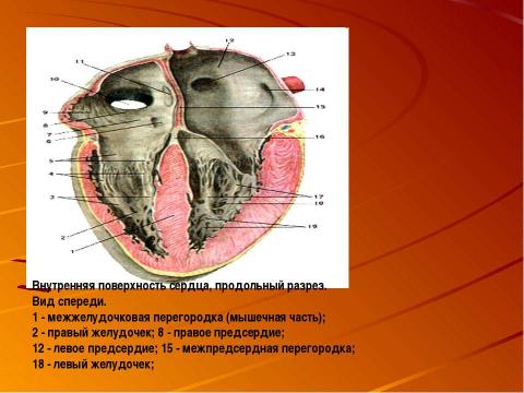 Презентация на тему "Кровеносная система человека" по биологии