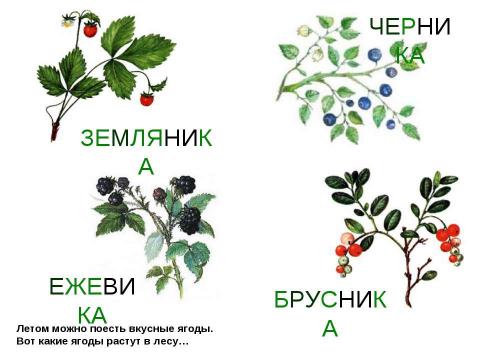 Презентация на тему "Лето" по детским презентациям