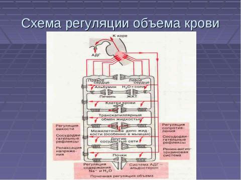 Презентация на тему "Механизм действия эритропоэтина" по медицине