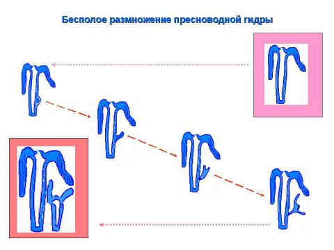 Презентация на тему "Биология в схемах и таблицах" по биологии