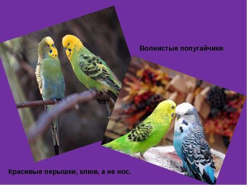 Презентация на тему "Урок развития речи. Описание животного" по русскому языку