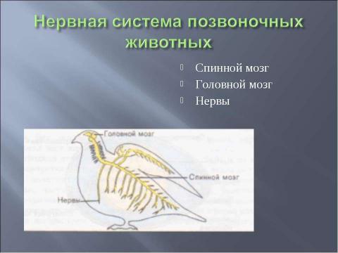 Презентация на тему "Координация и регуляция 6 класс" по биологии