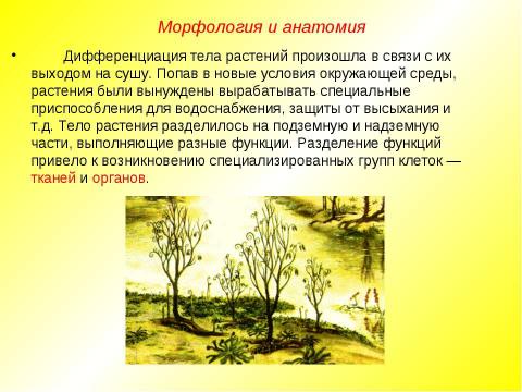 Презентация на тему "Жизненные формы растений. Растительные ткани" по биологии