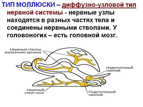 Презентация на тему "Нервная система У животных" по биологии