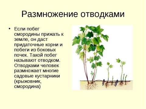 Презентация на тему "Вегетативное размножение растений" по биологии