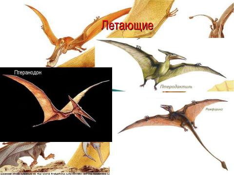 Презентация на тему "Древние пресмыкающиеся 7 класс" по биологии