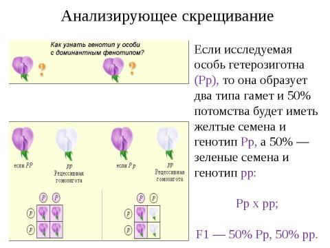 Презентация на тему "Анализирующее скрещивание. Неполное доминирование" по биологии