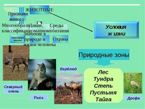 Презентация на тему "Животные" по детским презентациям