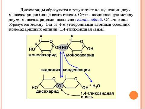 Презентация на тему "Углеводы, липиды" по биологии