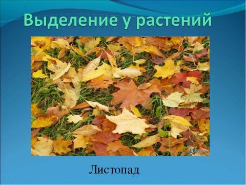 Презентация на тему "Выделение" по биологии