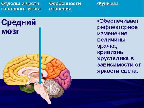 Презентация на тему "Строение и функции головного мозга" по биологии