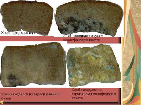 Презентация на тему "Полезный и вредный гриб - плесень" по химии