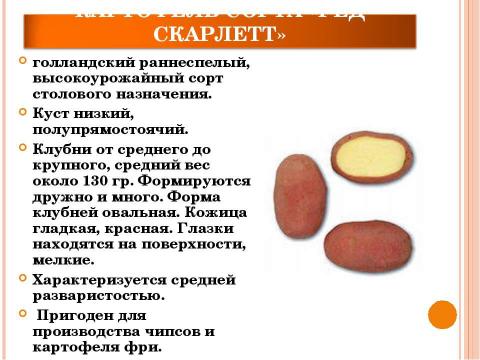 Презентация на тему "Использование кербовки для повышения урожая картофеля" по биологии