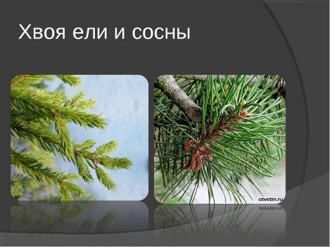 Презентация на тему "Что такое хвоинки?" по начальной школе