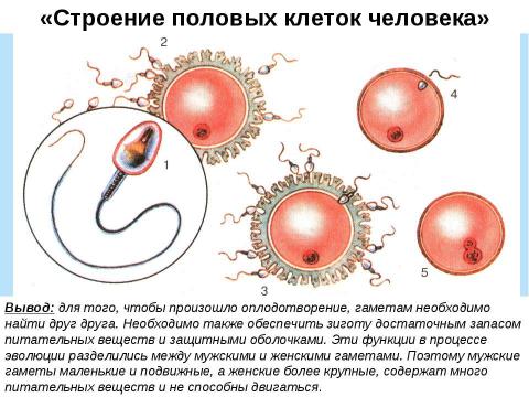 Презентация на тему "Половое и бесполое размножение организмов" по биологии