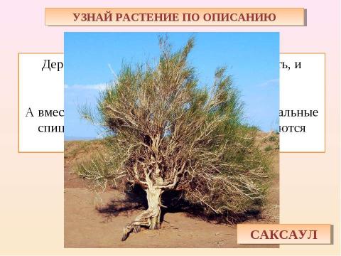 Презентация на тему "Пустыня 4 класс" по окружающему миру