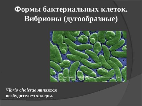 Презентация на тему "Прокариоты" по биологии