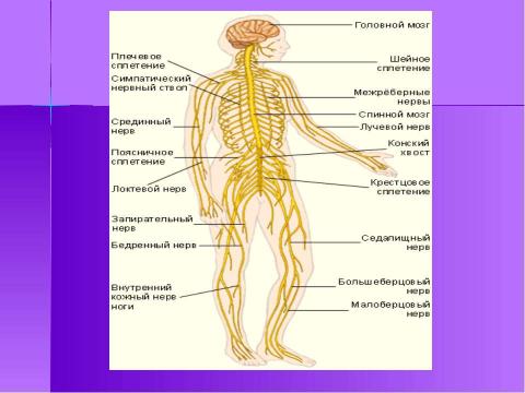 Презентация на тему "Строение и функции нервной системы" по биологии