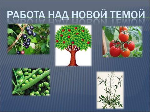 Презентация на тему "Что общего у разных растений?" по окружающему миру