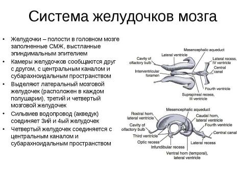 Желудочки мозга схема