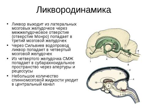 Движение ликвора в головном мозге схема